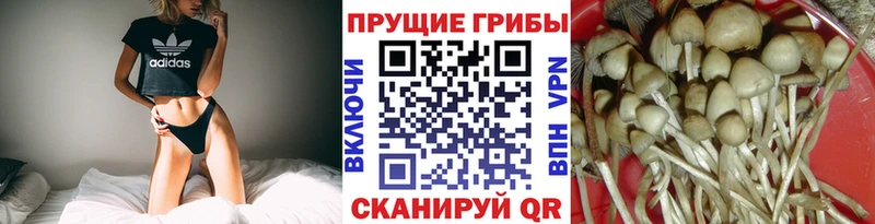 где купить наркотик Назарово Галлюциногенные грибы Cubensis